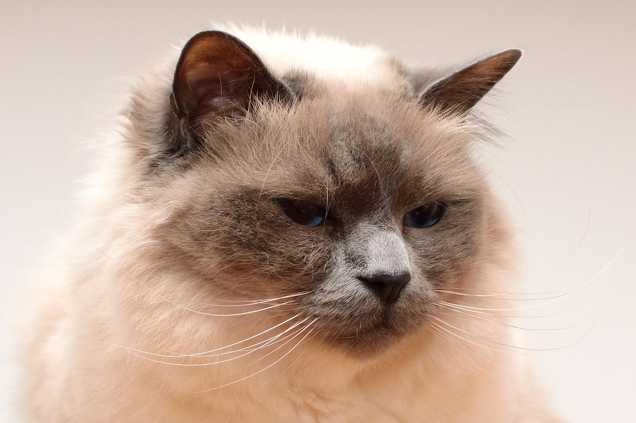 猫先生体育独家搜索:：如何快速提升竞技水平，赢遍全场！